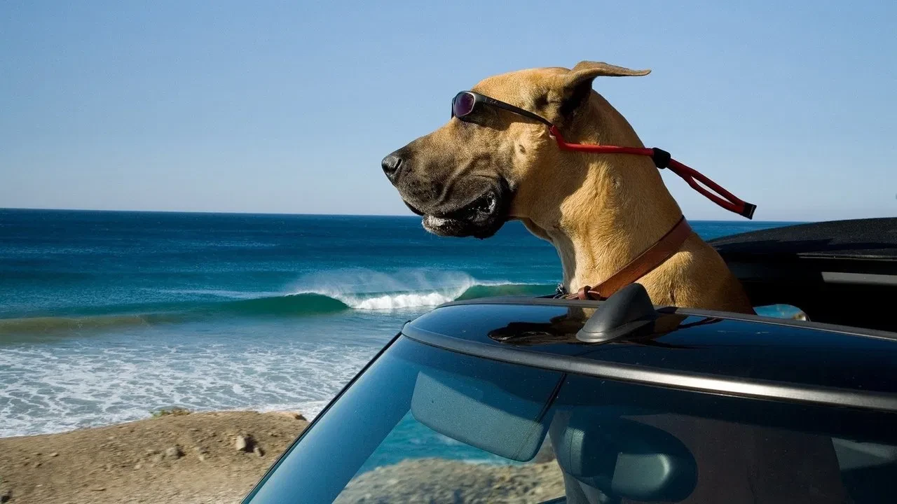 Çılgın Köpek