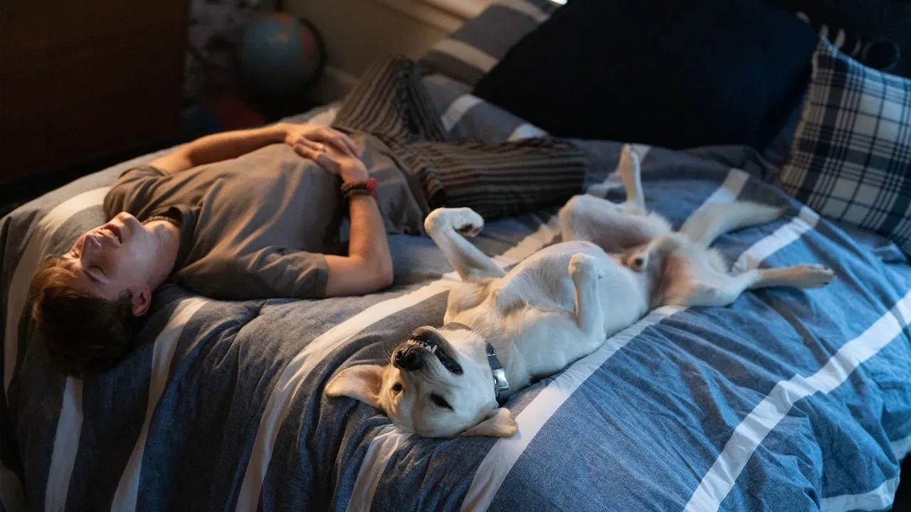 Kayıp Köpek