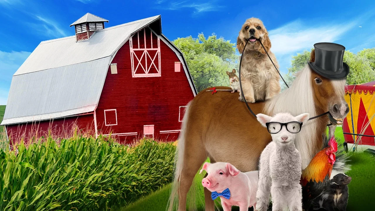 Köpek ve Midilli