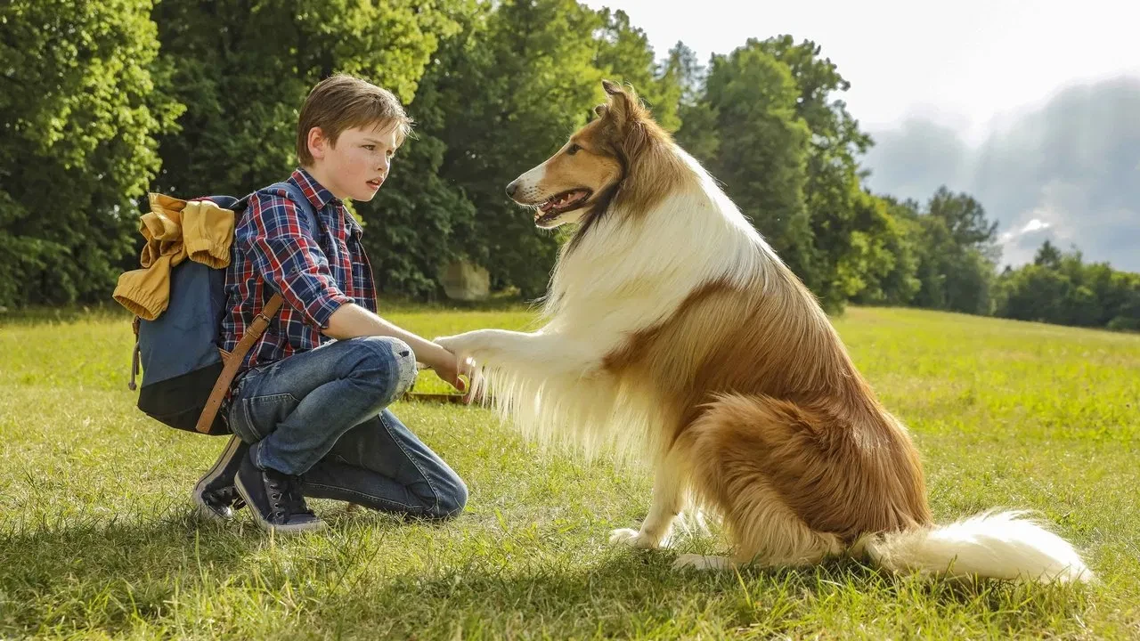 Lassie Eve Dönüş