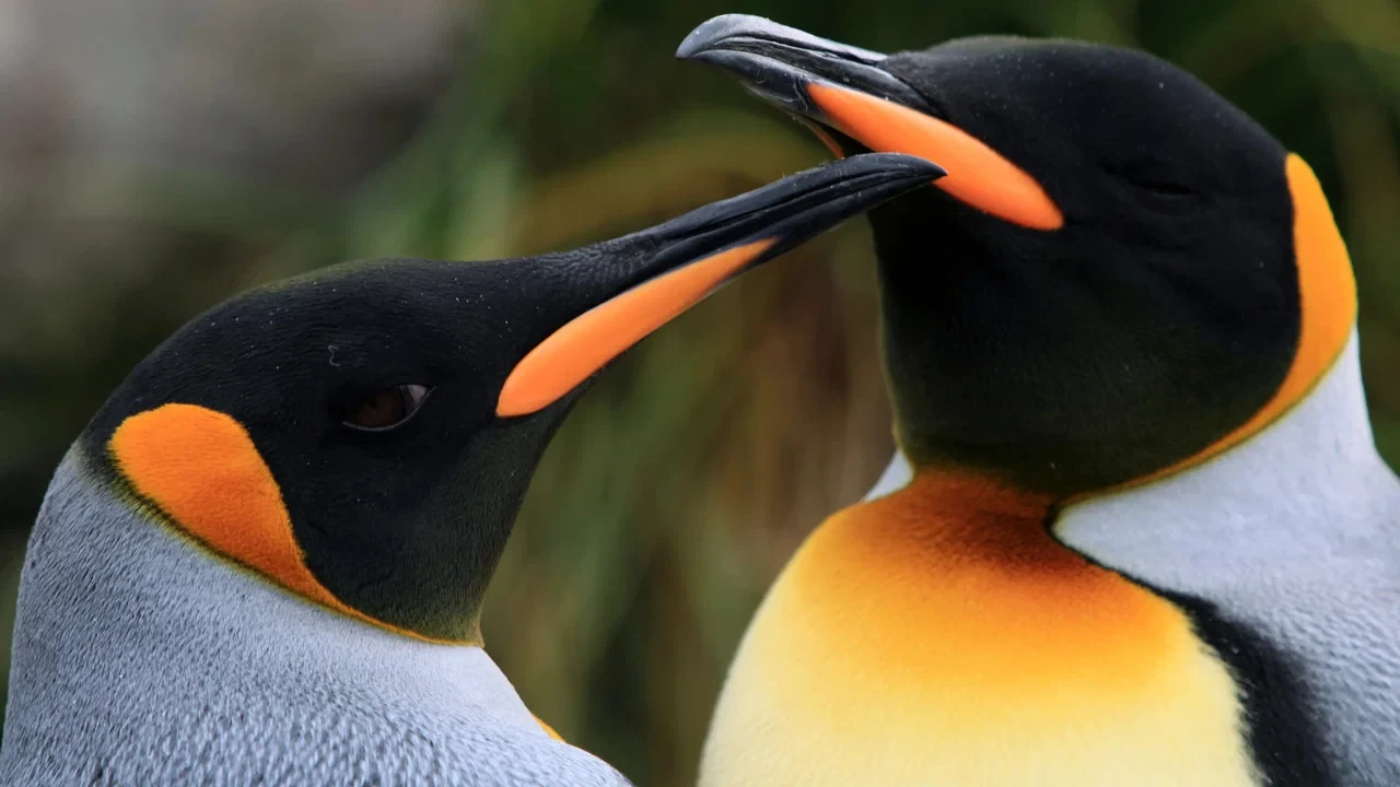 Penguen Kral