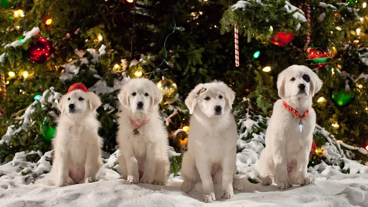 Yeni Yıl Köpekleri 2: Noel Köpecikleri